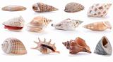 different sea shells