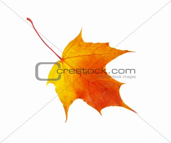 autumn  leaf 