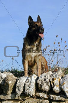 portrait of belgian shepherd