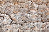 Brown surface of pine bark - background