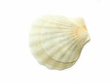  shell 