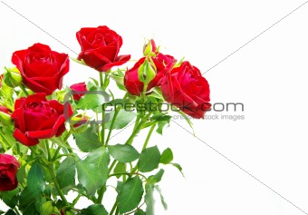  roses