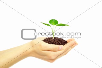 plant in hands  