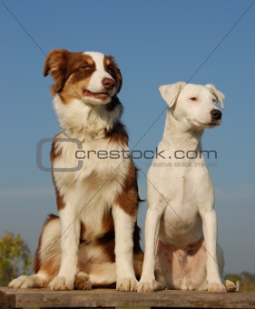 two friends dogs