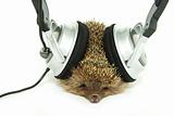 hedgehog in headphones