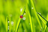   ladybug on grass