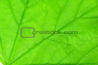 structure of leaf 