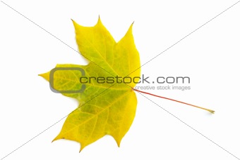  leaf 