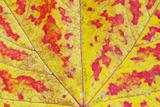 maple leaf  background
