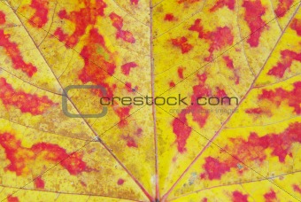 maple leaf  background