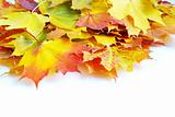 autumn maple leafs 