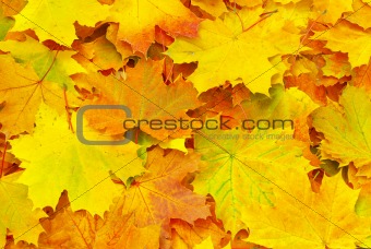  autumn leafs 