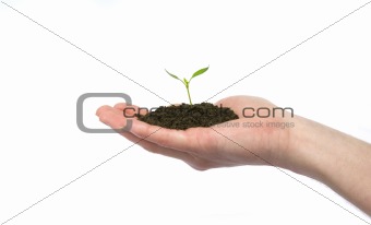plant in hand 