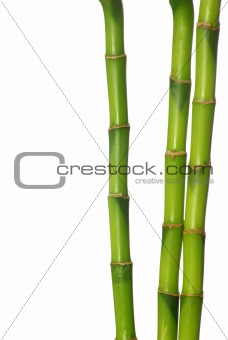 green bamboo 