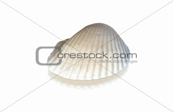 shell 