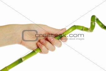 hand and bamboo 