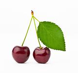 Sweet cherry with leaves on a white background