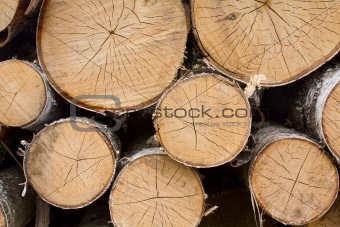 cut trees 