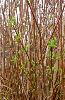 young green shoots of jasmine