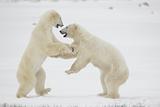 Fight of polar bears. 11