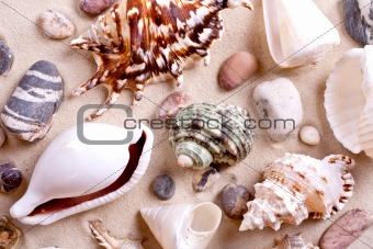 seashells in sand