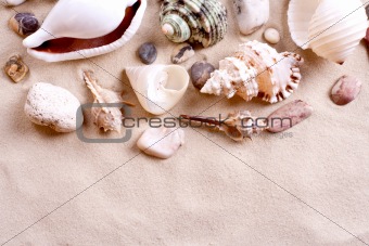 seashells in sand