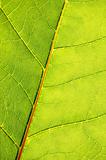 structure and texture of green leaf
