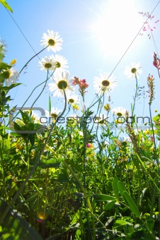 daisy flower in summer with blue sky