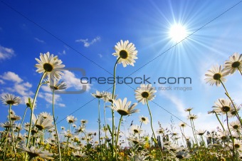 daisy flower in summer