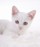  kitten on white fur 