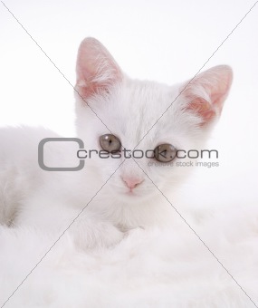 kitten on white fur 