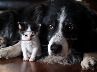 A dog protecting a kitten