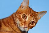 Red tabby