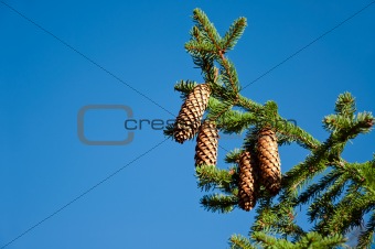 Pine tree branch with cones