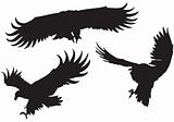 Eagles' silhouettes