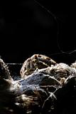 spider(Araneus diadematus)