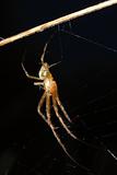 spider (Argiope bruennichi)