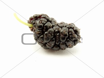 fruit of the mulberry