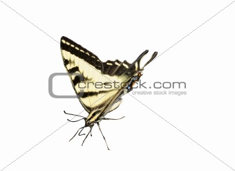 Western Tiger Swallowtail Butterfly on white