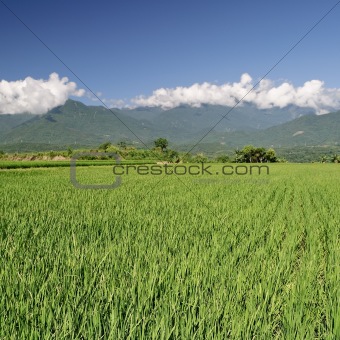 Agriculture scenic