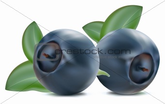 Blueberry with leaves
