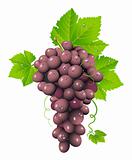 Grape cluster