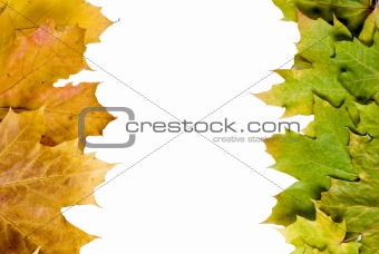 Autumn leaves border