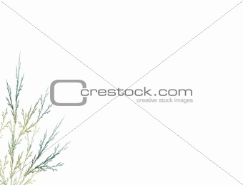 Fractal in the form of a branch on a white background