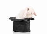 rabbit at black hat 