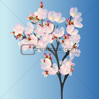 Cherry branch on blue background