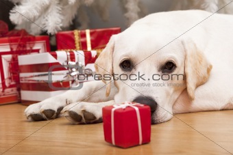 Christmas Dog