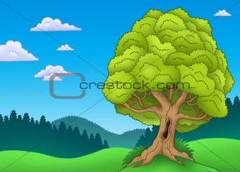 Big leafy tree in landscape