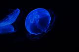 Fluorescent jellyfish