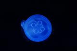 Fluorescent jellyfish